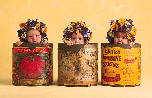 "Pansies" Photo: © Anne Geddes