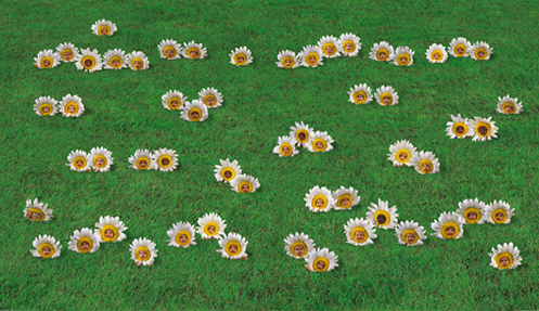 "Daisies" Photo: © Anne Geddes