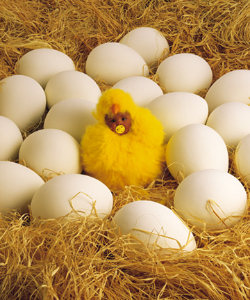 "Chicken" Photo: © Anne Geddes