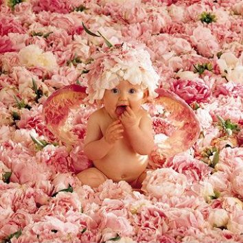 "Peony Angel" Photo: © Anne Geddes