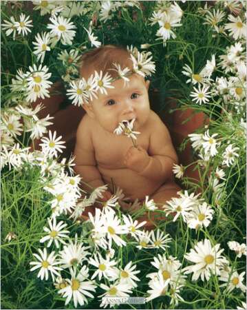 "Sophie with daisies" Photo: © Anne Geddes