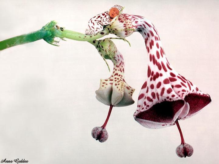 "Parachute Flower" Photo: © Anne Geddes