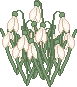 snowdrops