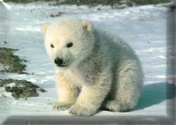 polar bear cub