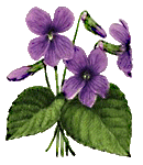 violets