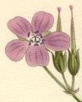 Geranium Silvaticum