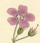 Geranium Silvaticum