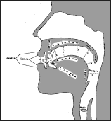 ansiktsdiagram